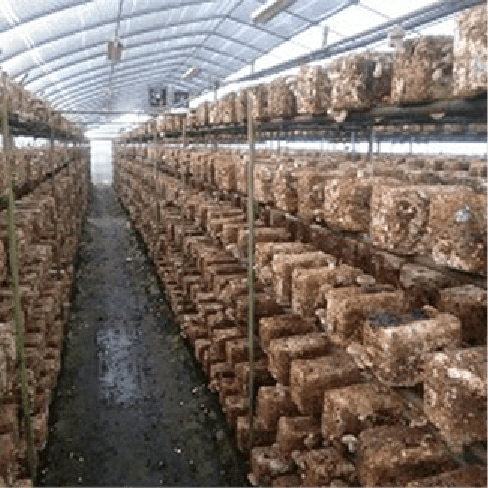 mushroom cultivation technology